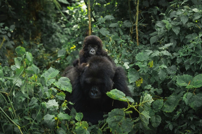 A mother gorilla carries her baby through lush green foliage.